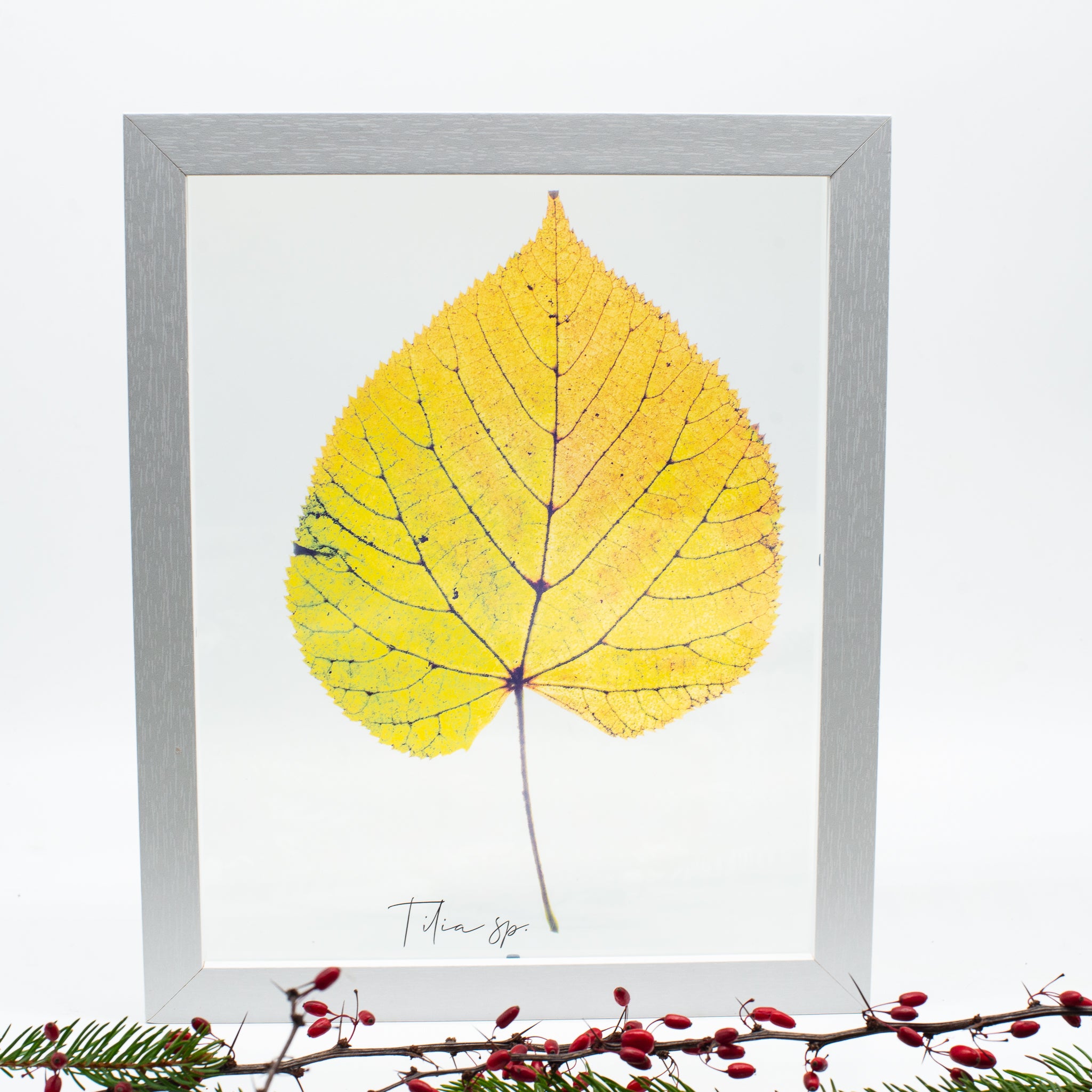 Frunză de tei (Tilia sp.)