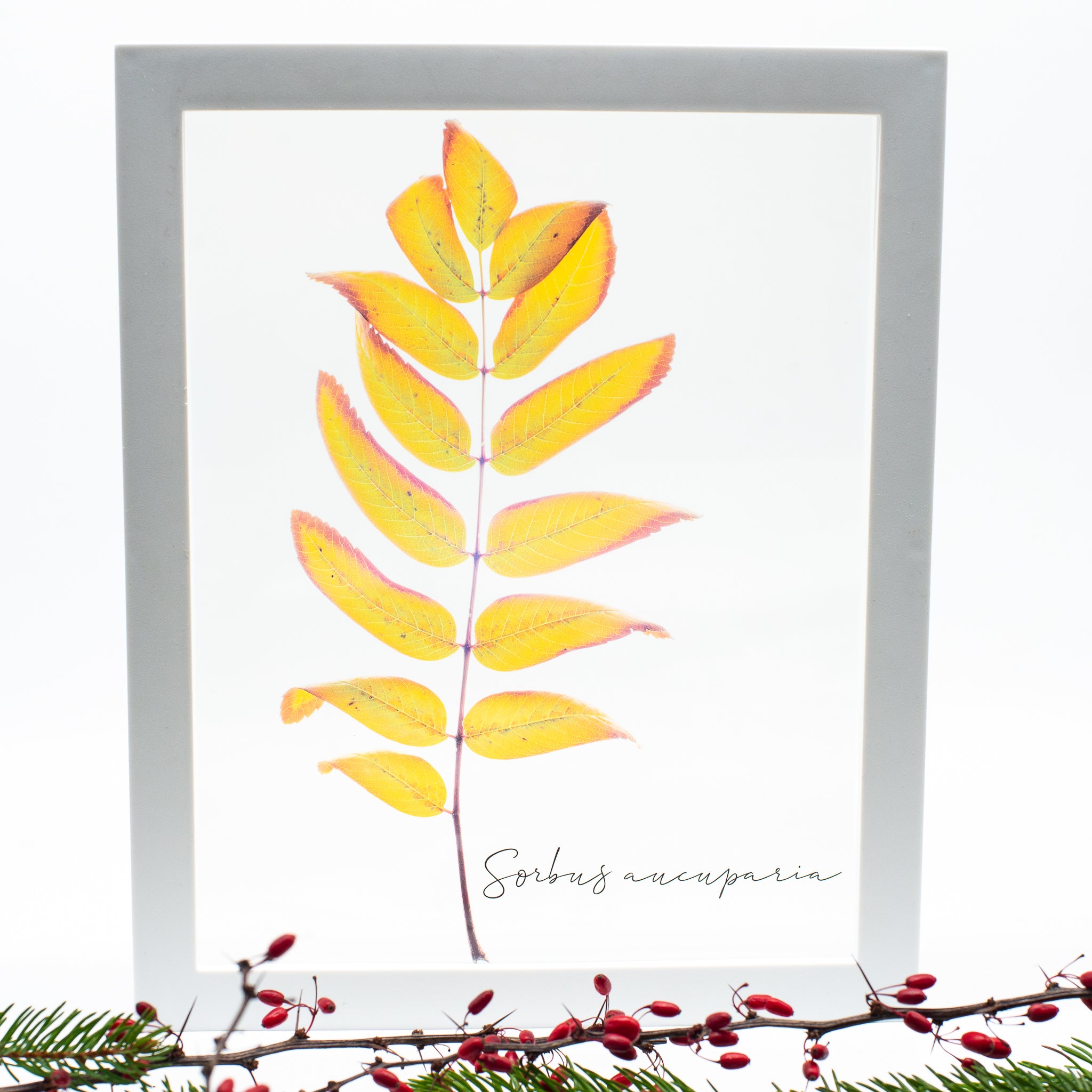 Frunză de scoruș (Sorbus aucuparia)