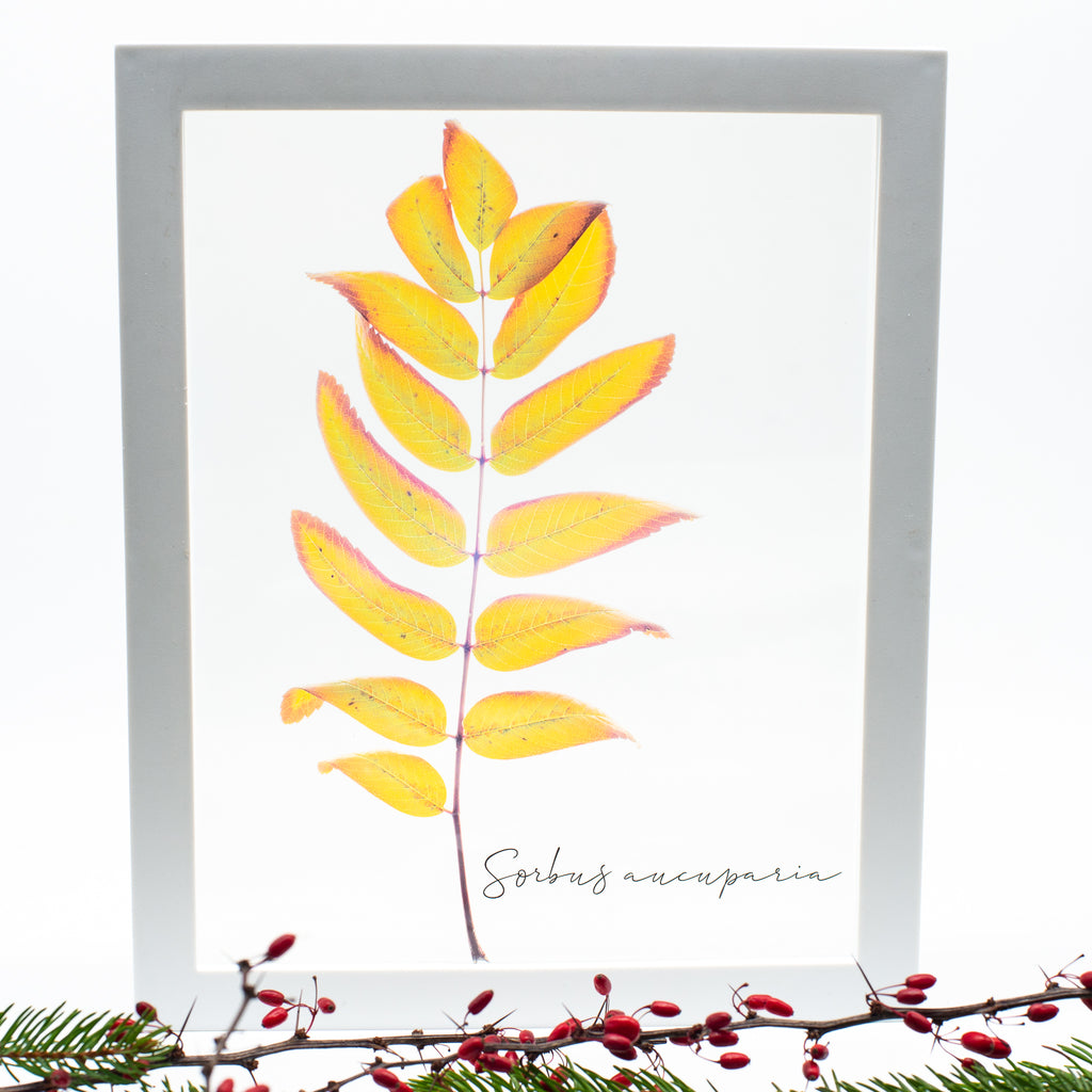 Frunză de scoruș (Sorbus aucuparia)