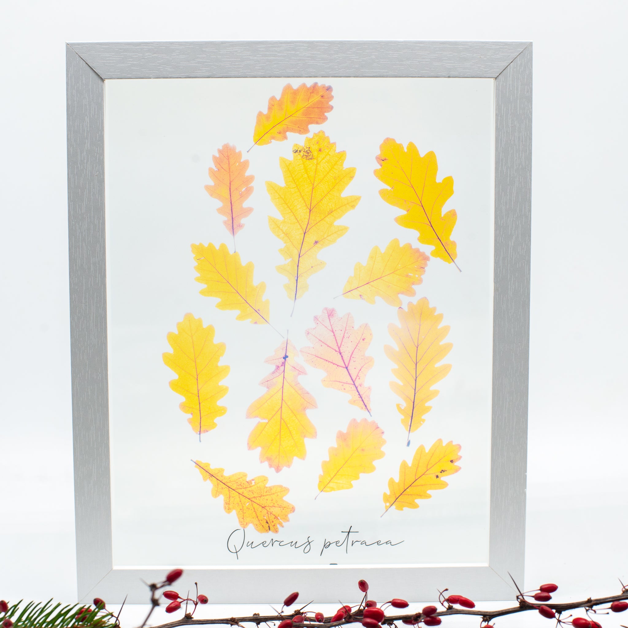 Frunze de gorun (Quercus petraea)