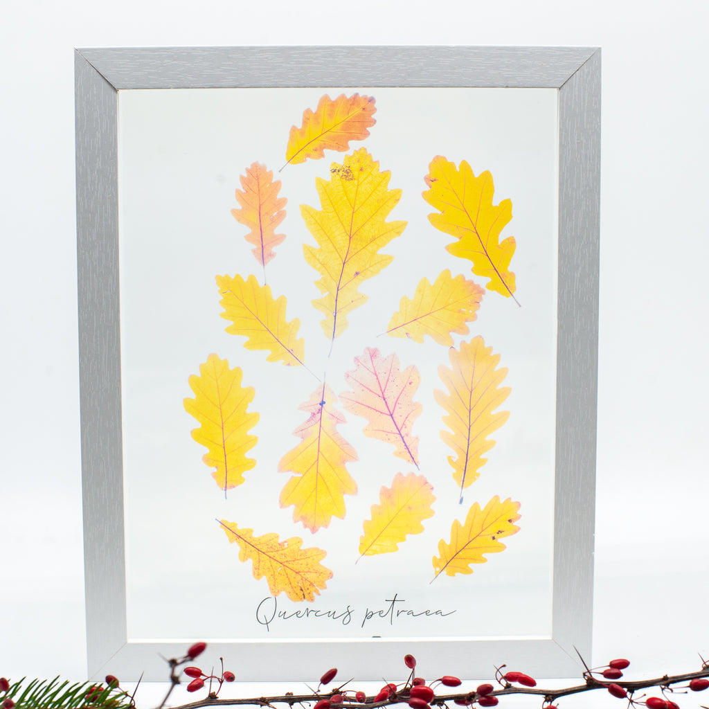 Frunze de gorun (Quercus petraea)